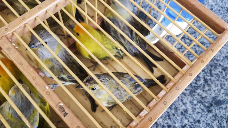 Ibama e PF resgatam no Aeroporto de Brasília canários-da-terra capturados no Estado de Roraima