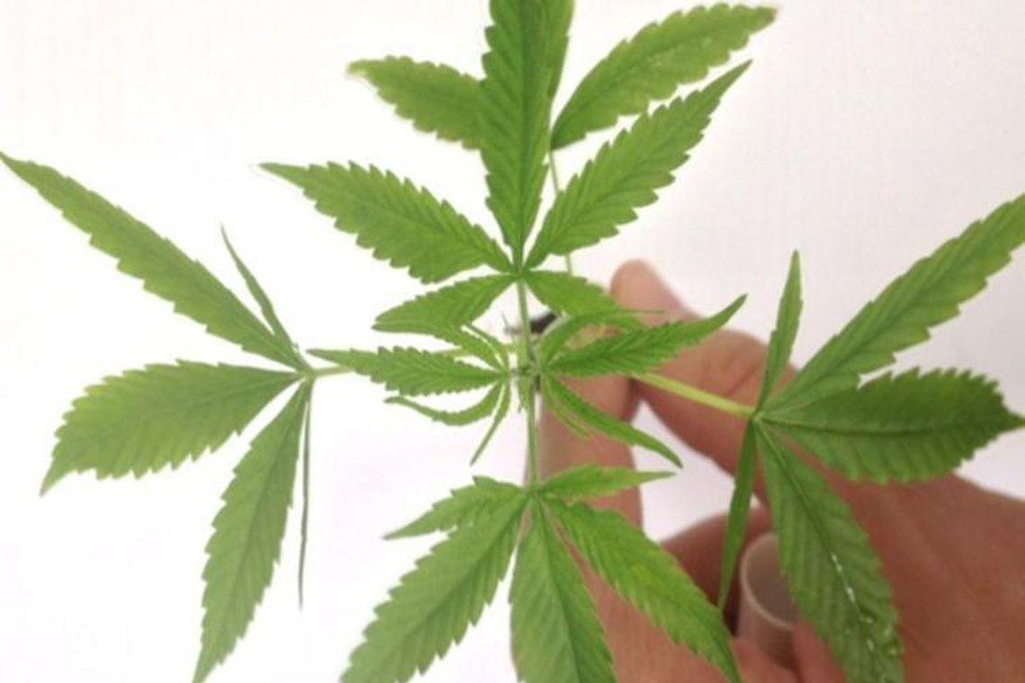 Celso de Mello rejeita denúncia sobre importação de maconha Celso de Mello rejeita denúncia sobre importação de maconha