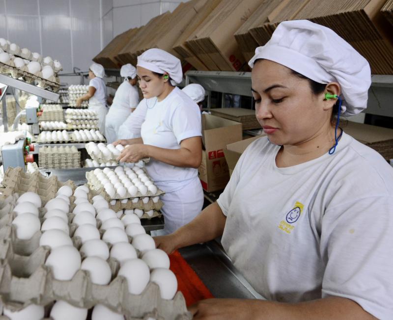 Em três meses, Amazonas produziu 154 milhões de ovos