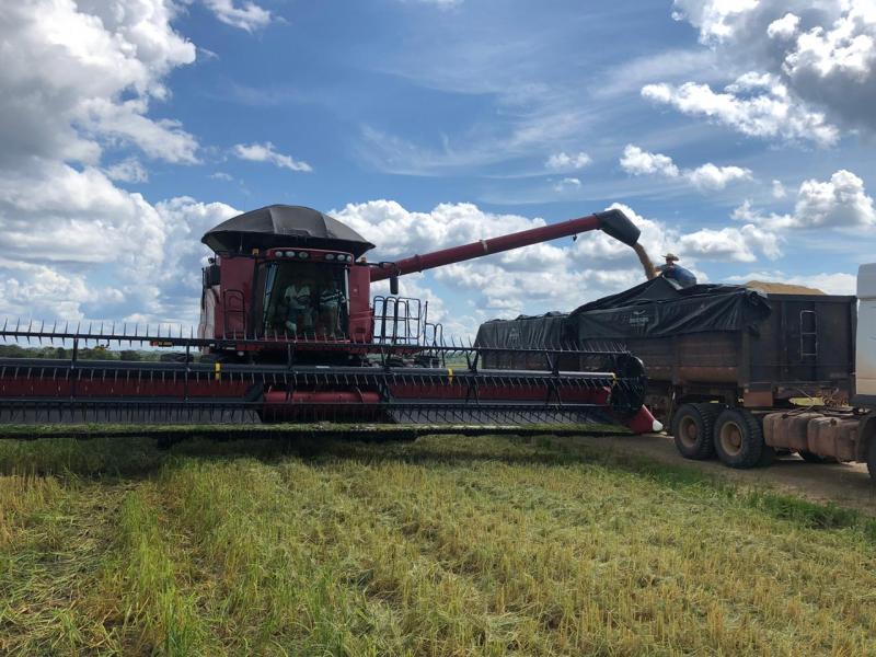 Governo do Amazonas incentiva produção de arroz no interior do Estado