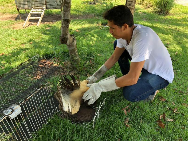 Ipaam registra 40% no aumento de resgates de animais silvestres em 2019