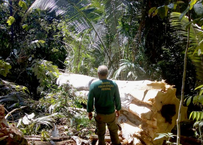 Ibama impede avanço de exploração madeireira em áreas de conservação na divisa do AM com MT