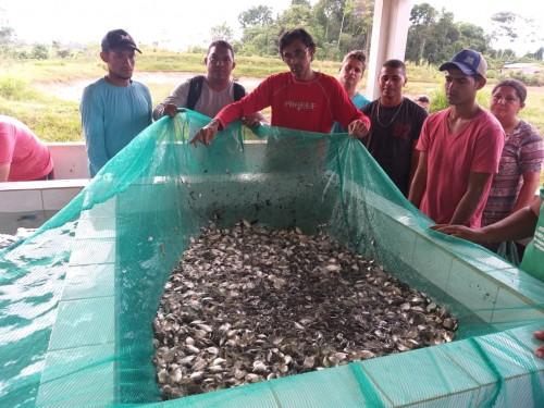 Piscicultores de Envira são beneficiados com a distribuição de mais de 60 mil alevinos