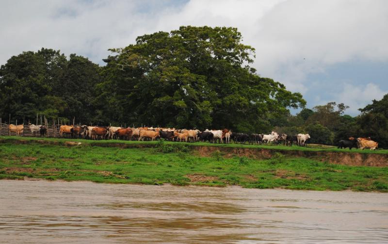 MPF requer multa de R$ 3,8 milhões a frigoríficos que descumpriram acordo do Carne Legal no AM