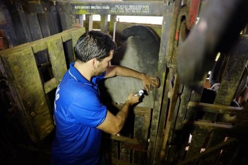 Adaf realiza segunda etapa da campanha contra febre aftosa no Amazonas Adaf realiza segunda etapa da campanha contra febre aftosa no Amazonas