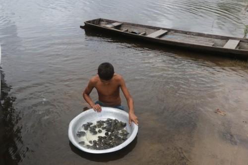 Equipes fazem monitoramento de ninhos de quelônios em praias da RDS do Uatumã