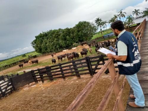 Amazonas entra na última semana da campanha contra febre aftosa Amazonas entra na última semana da campanha contra febre aftosa