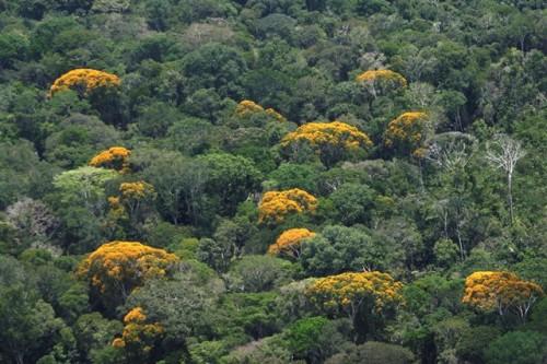 Na Alemanha, Governo do Amazonas apresenta projeto de recompensas por manter a floresta conservada