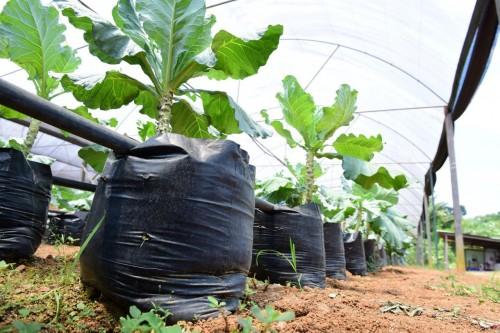 Secretaria de Educação lança terceira Chamada Pública Indígena com investimento de R$ 1,7 milhão