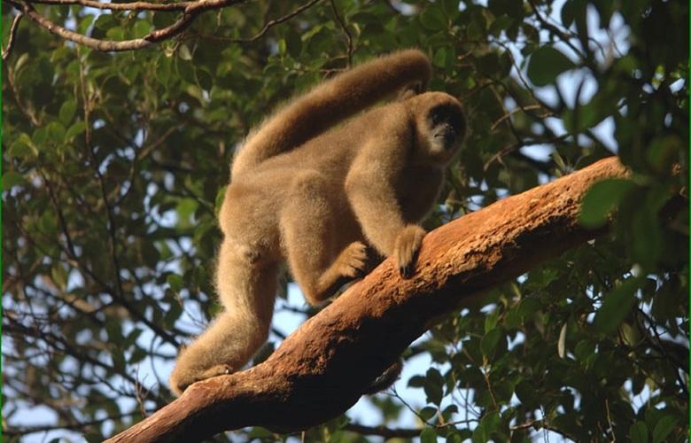 Morte de macacos por febre amarela pode indicar pico da doença nas regiões Sul e Sudeste