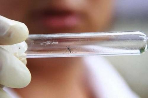 Governo do Amazonas prepara campanha de combate à dengue e a doenças transmitidas pelo Aedes aegypti