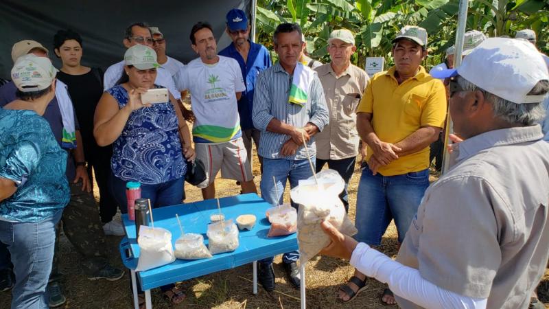Dia de Campo apresenta tecnologias para plantio de banana em Presidente Figueiredo