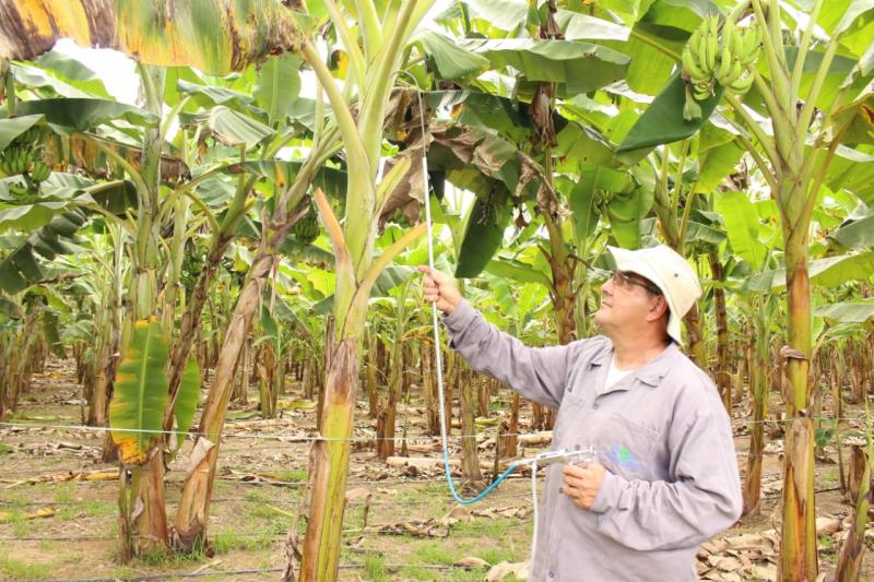Produtores rurais de Silves conhecem tecnologias para produção de banana no estado do Amazonas