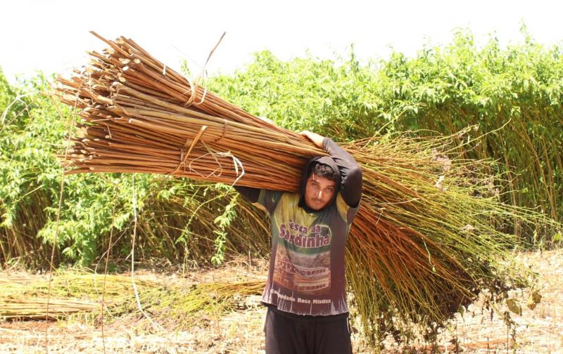 Sepror realiza ‘Dia no Campo - Juta e Malva’ em comunidade de Manacapuru, beneficiando 300 famílias