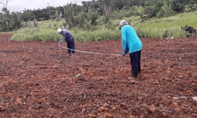 Tecnologias e práticas agrícolas prometem aumentar a produção de frutos no Amazonas