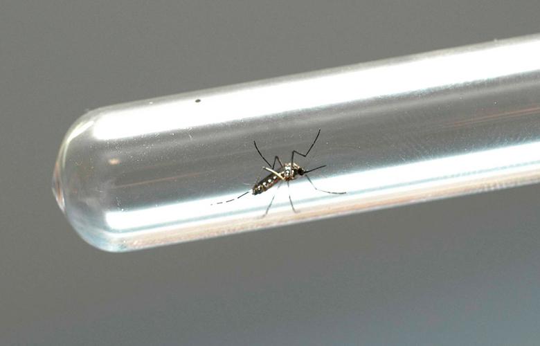    Especialista explica sintomas da dengue, zika e chikungunya