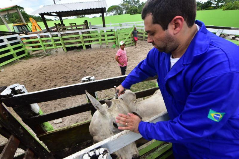 Vacinação de combate à febre aftosa começa neste domingo (15/03) no Amazonas Vacinação de combate à febre aftosa começa neste domingo (15/03) no Amazonas