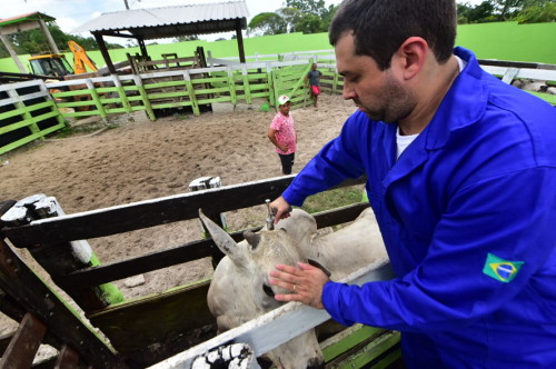 Idam encaminha 250 mil doses de vacina contra a febre aftosa ao interior do Amazonas