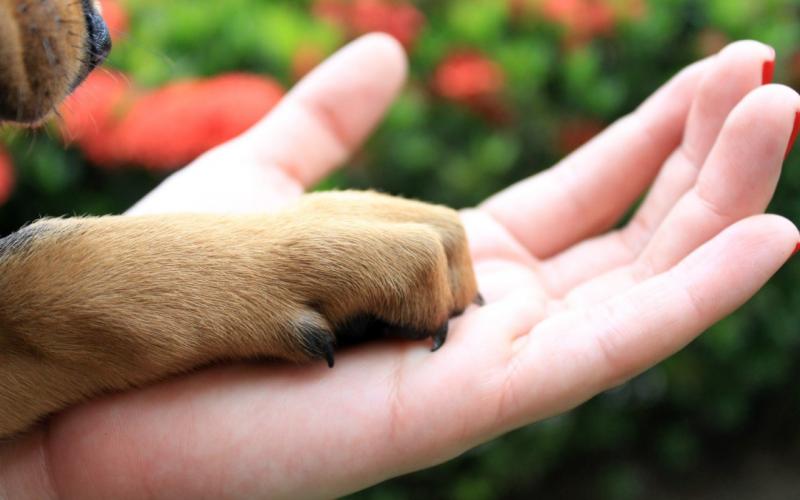 Pets e coronavírus: Sema orienta sobre cuidados com animais de estimação durante pandemia Pets e coronavírus: Sema orienta sobre cuidados com animais de estimação durante pandemia