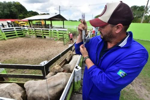 Amazonas avança para a suspensão da vacina contra febre aftosa