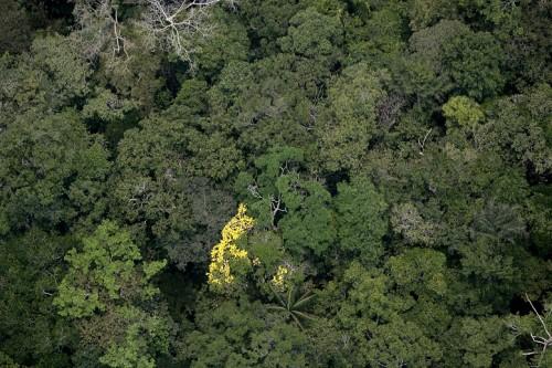 Amazonas tem redução no número de focos de queimadas pelo segundo mês consecutivo