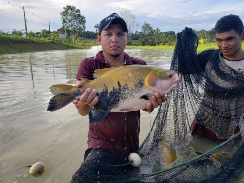 Delivery de Pescado: ADS divulga contato de piscicultores e frigoríficos com peixes para pronta-entrega em Manaus