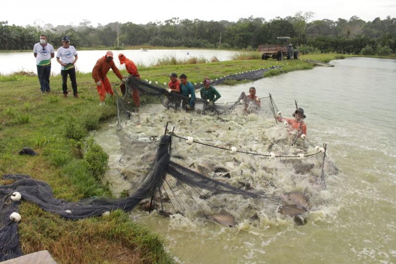 Sistema Sepror realiza despesca de 16 toneladas de peixe para serem doadas a entidades beneficentes