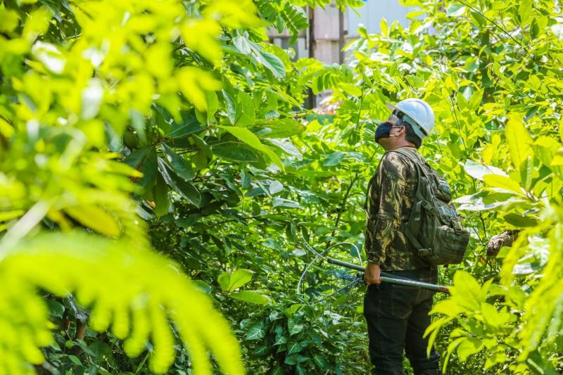 Prosamim realiza resgate da fauna silvestre em área de intervenção no Igarapé Mestre Chico