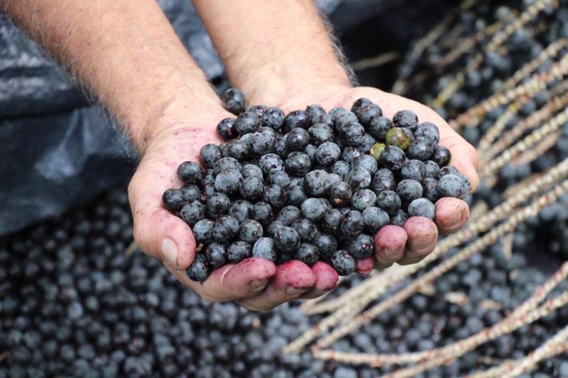 PAA entrega produtos da agricultura familiar para famílias em situação de risco em Itamarati