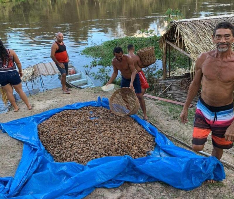 Com apoio técnico do Sistema Sepror, Tapauá terá usina de Castanha-do-Brasil