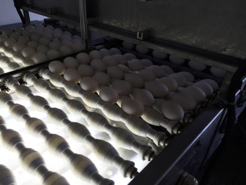 Sepror, por meio de suas vinculadas, garante a qualidade dos ovos produzidos no Amazonas