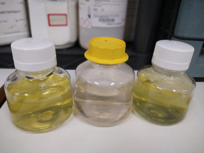 Ufam investiga potencial do mastruz como fitomedicamento para uso contra a Covid-19
