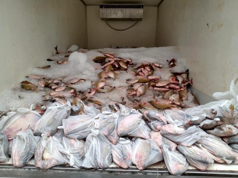 Governo do Amazonas adquire 4 toneladas de peixe para doar às famílias carentes do Careiro Castanho