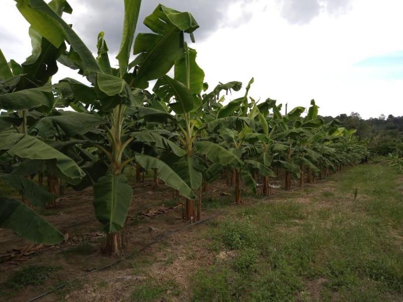 Agricultores contemplados em programas de fomento do Governo do Amazonas apresentam resultados de produção