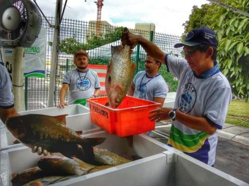 Sepror realizará 11ª edição do ‘Peixe no Prato’ e lançará o canal Produzir Amazonas