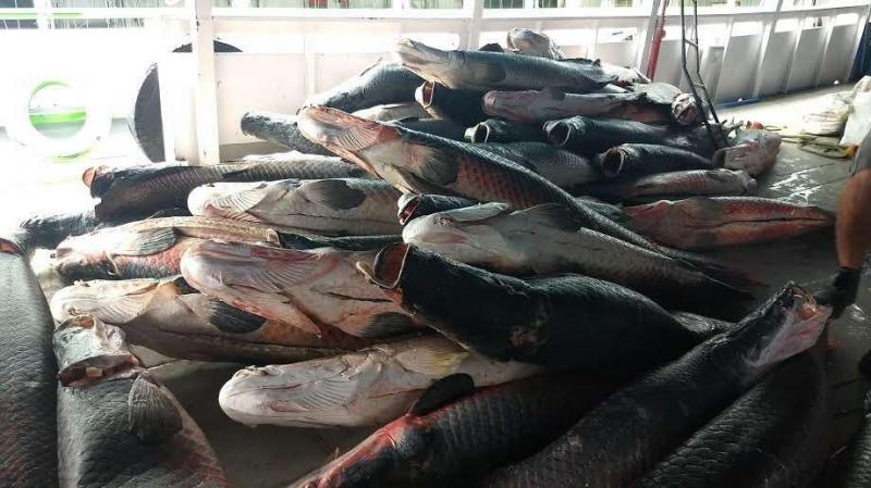 Polícia Civil distribui mais de 15 toneladas de pescado apreendido, no primeiro semestre de 2020
