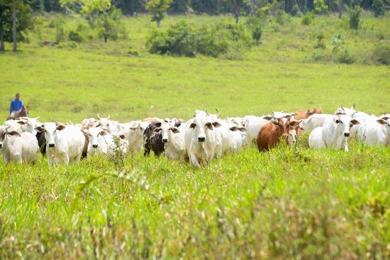 Pecuaristas devem notificar vacinação contra febre aftosa até 31 de julho