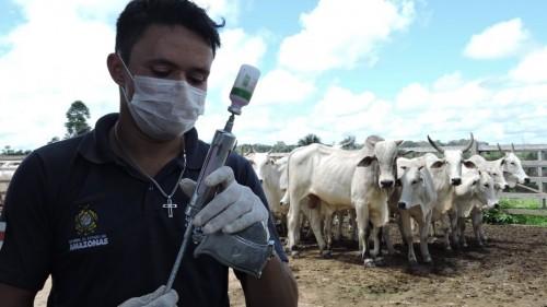 Febre aftosa: Segunda etapa da campanha terá cerca de 260 mil doses de vacina em 41 municípios