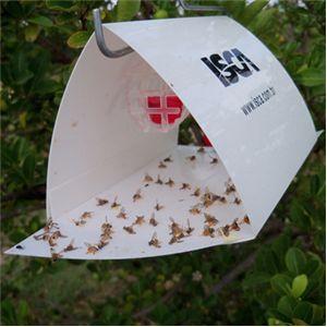 Adaf vai monitorar armadilhas para a mosca-da-carambola em Parintins e Nhamundá