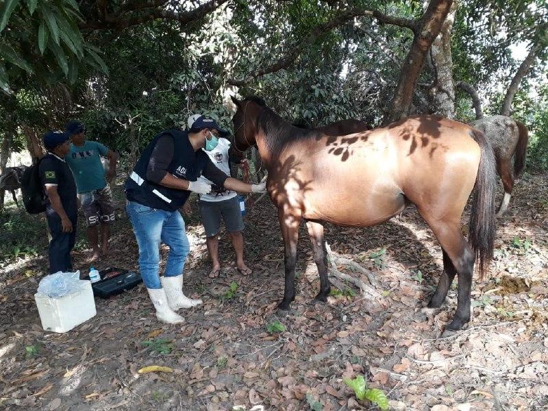 Adaf combate foco de doença infectocontagiosa em cavalos