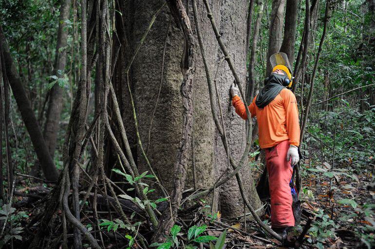 Governo do Amazonas avança na regulamentação do manejo florestal sustentável