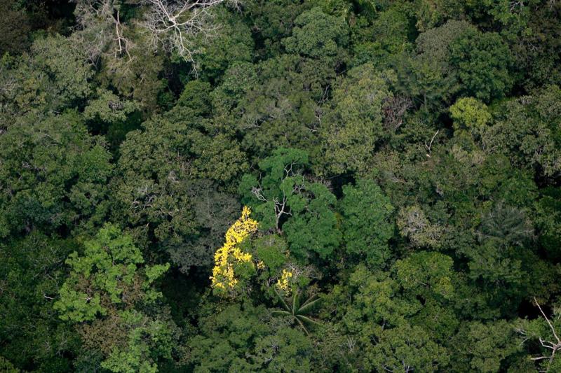 GCF prorroga inscrições de consultores para elaboração de planos ambientais pós-pandemia