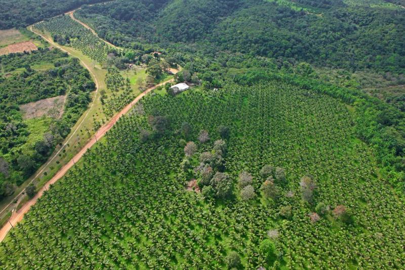 Projeto ambiental da Honda mantém espécies de árvores nativas e em extinção da Amazônia