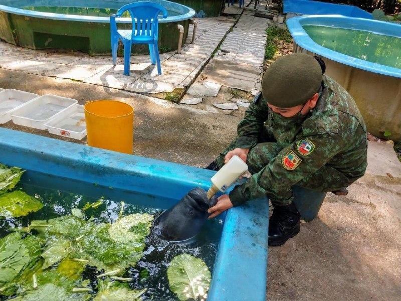 Comando de Policiamento Ambiental resgata filhote de peixe-boi em comunidade do rio Amazonas