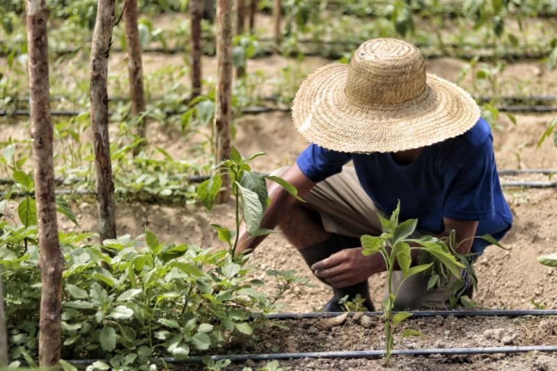 Sepror atualiza tabela com valores de referência para quem pretende investir no Agro do Amazonas