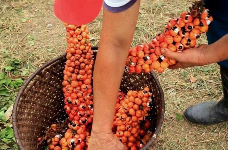 Guaraná recebe reconhecimento nacional com a concessão de selo de Indicação Geográfica