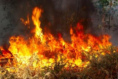 MPF questiona Ibama sobre recolhimento de brigadistas que atuavam no combate a incêndios na Amazônia