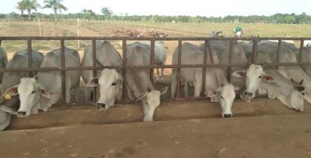Idam e instituições parceiras alinham estratégias para capacitação de técnicos em Gestão Ambiental