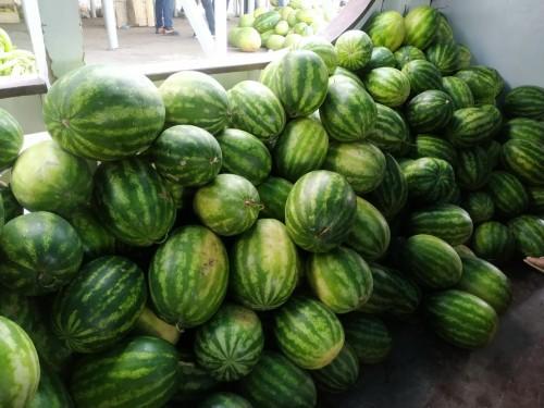 Executado pela Sepror, Programa de Aquisição de Alimentos beneficia 3.500 pessoas em Manacapuru