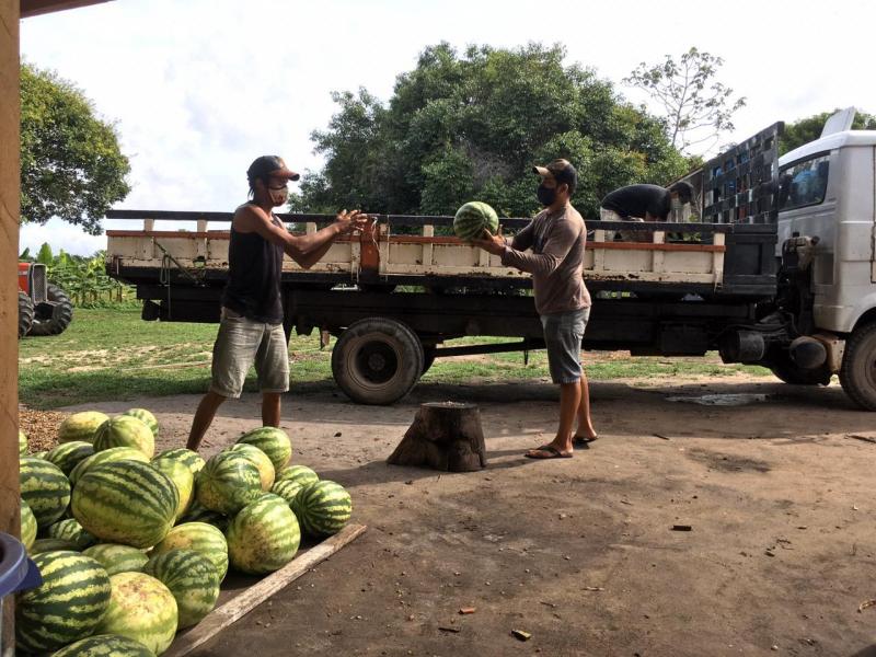 Unidade Demonstrativa Agroecológica na Fazenda Kimura comemora as primeiras colheitas de melancia e jerimum